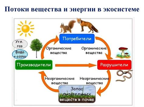 Экосистемы как источник пищи и энергии