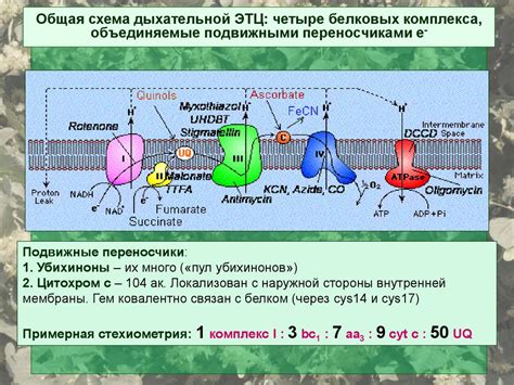 Электрон-транспортная цепь: передача энергии