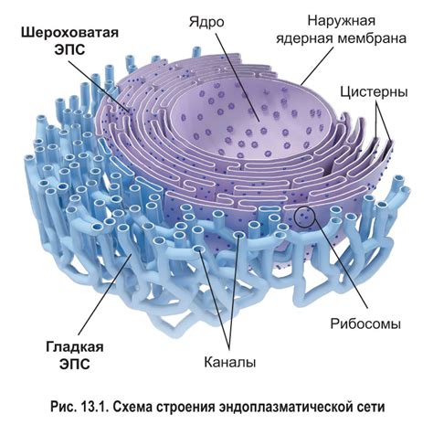 Эндоплазматическая сеть и ее роль в клетке