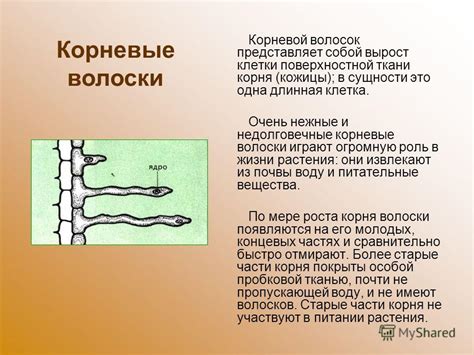 Это корневой качественный признак