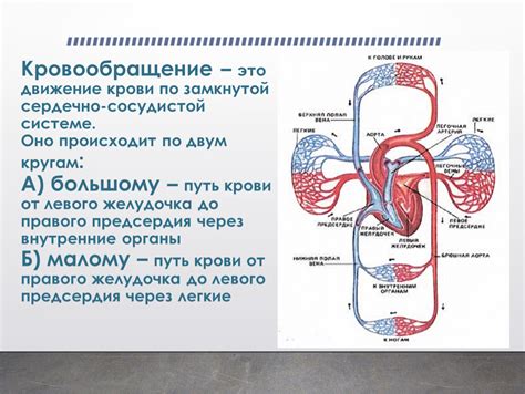 Эффективность циркуляции крови в замкнутой системе