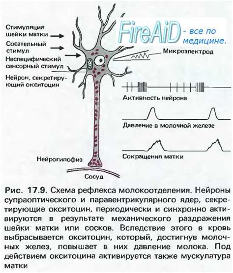 Эффекты окситоцина и адреналина