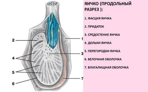 Яичко поднимается в пах у ребенка