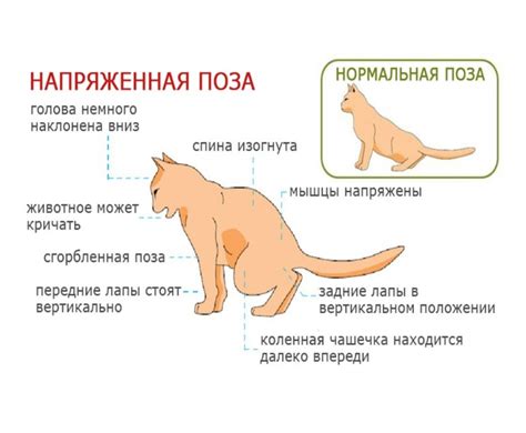  "Флёмингов рефлекс" у котов 