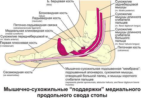  Гены и анатомия: причины перекрещивания ног 