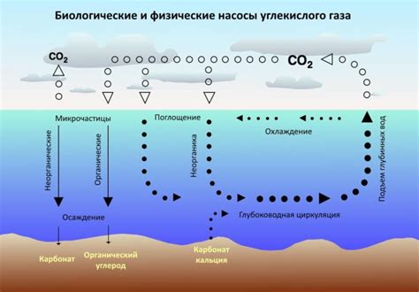  Избыток углекислого газа 