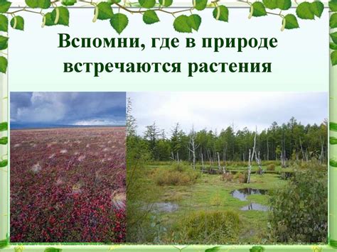  Какие хиличурлы встречаются в России 