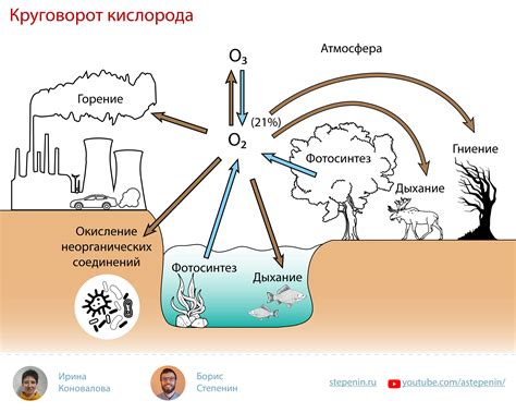  Роли кислорода и углекислого газа 