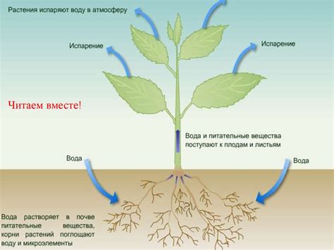  Роль листа в передвижении воды и питательных веществ 