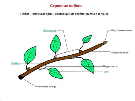  Структура и функции побега 