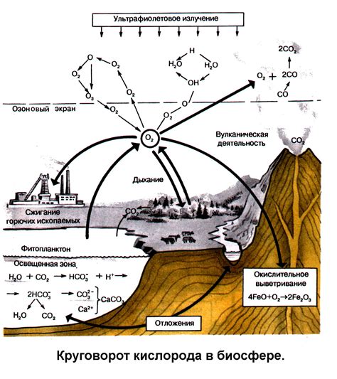  Цикл кислорода и поддержание экологического баланса 