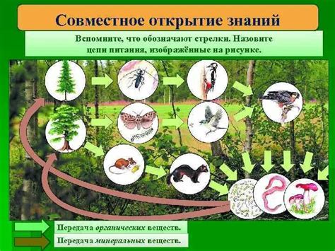  Экосистема Севера: главный источник питания 